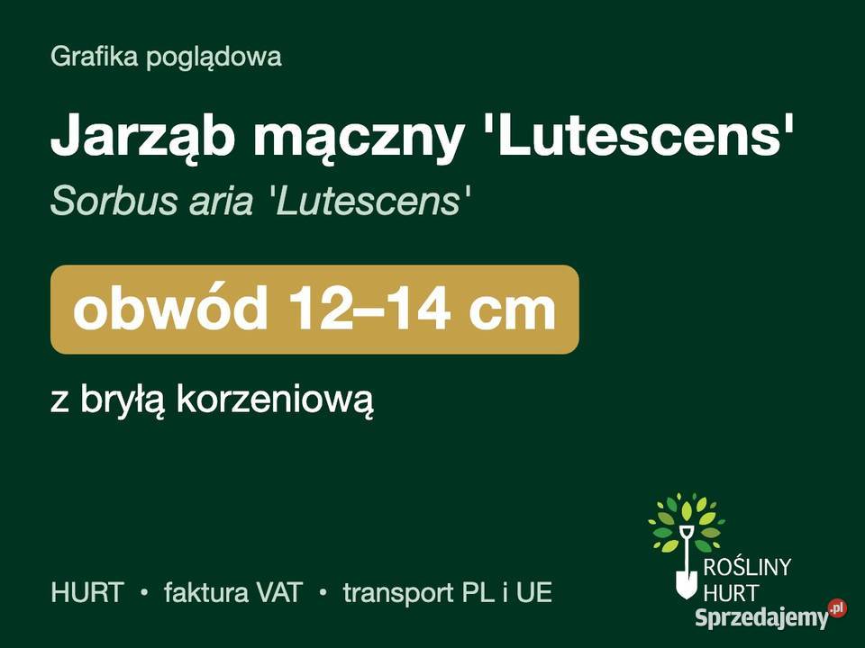 Jarząb mączny Lutescens Sorbus aria obwód 1214 z Liściaste wielkopolskie