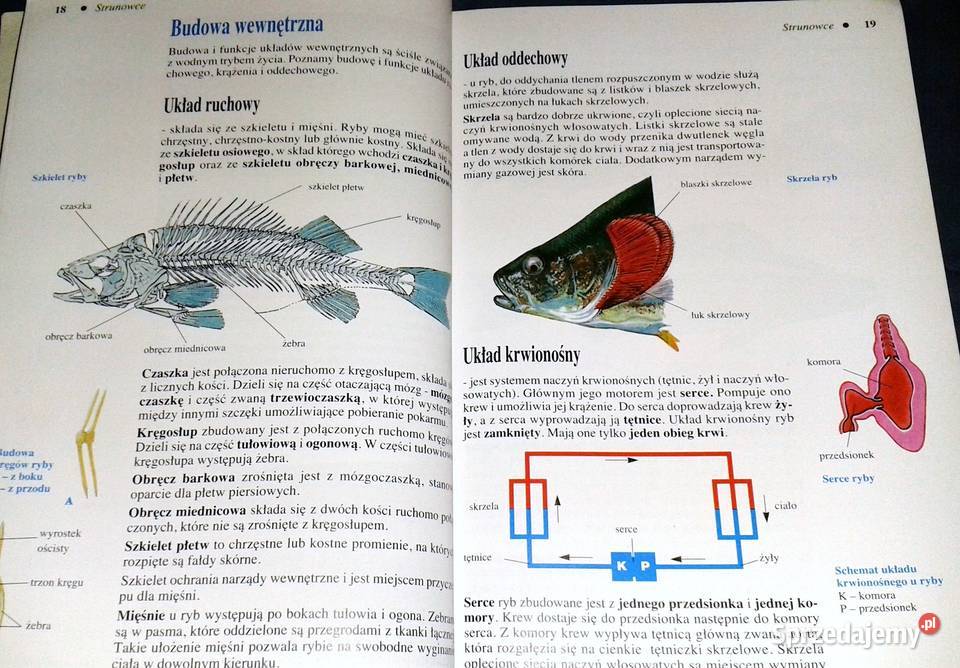Biologia 6 Henryk Lach Krystyna Mnich Rok wydania 1994 Chełm