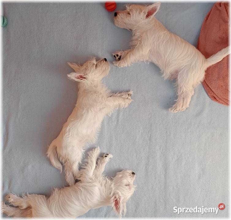 West Highland White Terrier ZKwP FCI śląskie