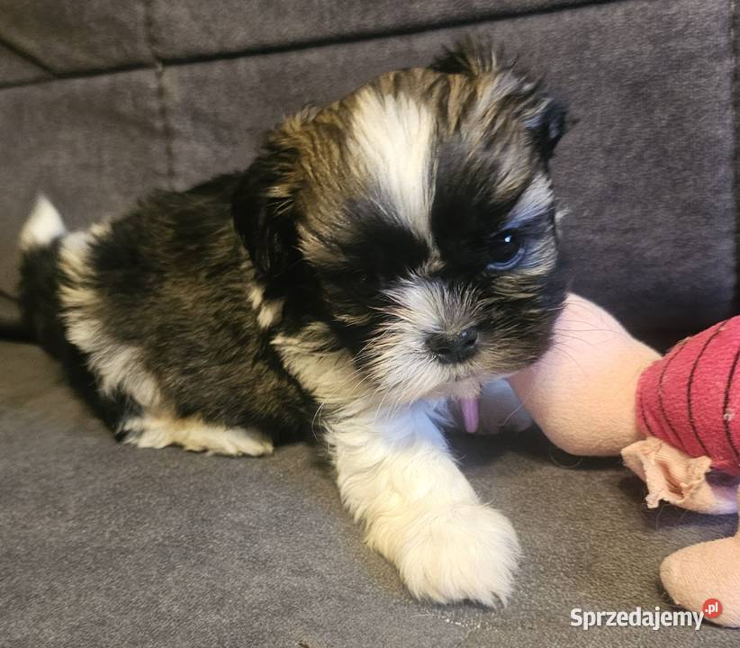 Shih Tzu chłopiec śląskie Częstochowa sprzedam