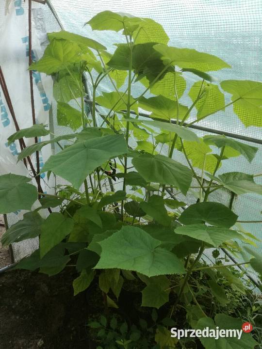 sosna klon wierzba grab jarzębina brzoza katalpa Puławy sprzedam