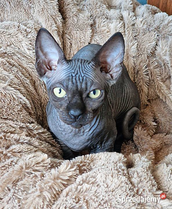 Sfinks Kanadyjski kocurek Jarocin