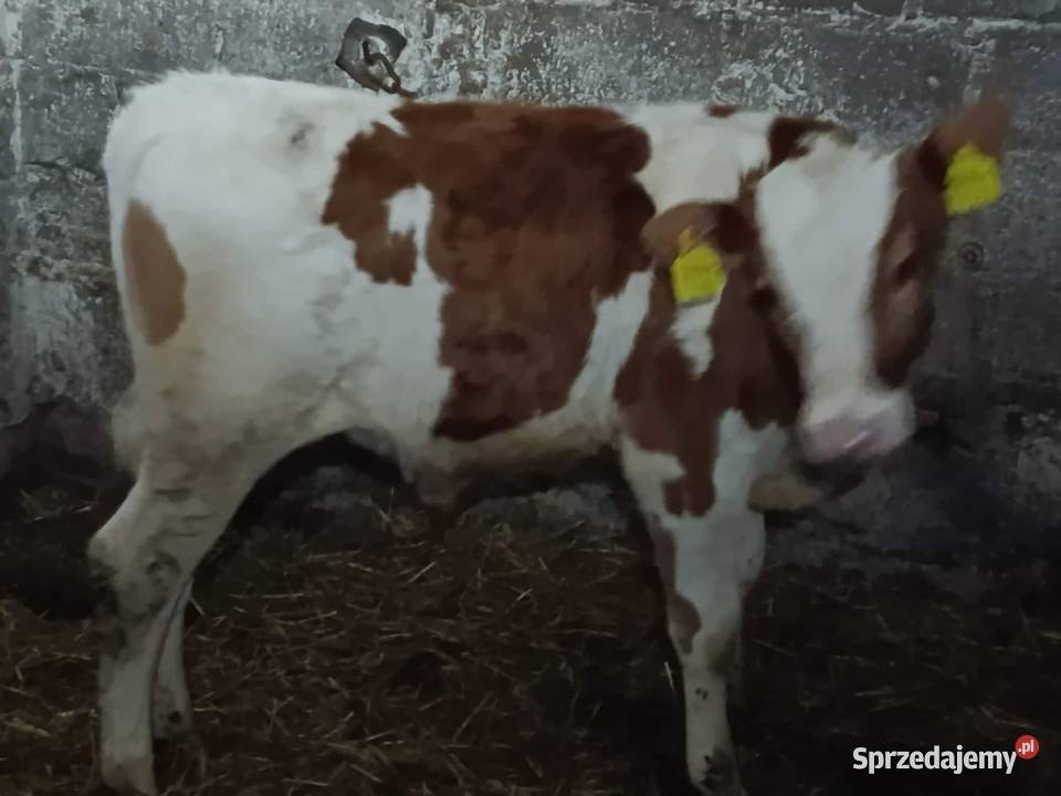 sprzedam byczka