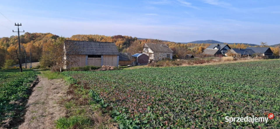 DZIAŁKI NA SPRZEDAŻ Sprzedaż Czyżów