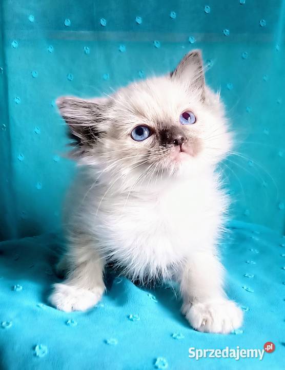 Cudowny kocurek Ragdoll z rodowodem i wyprawką Łódź
