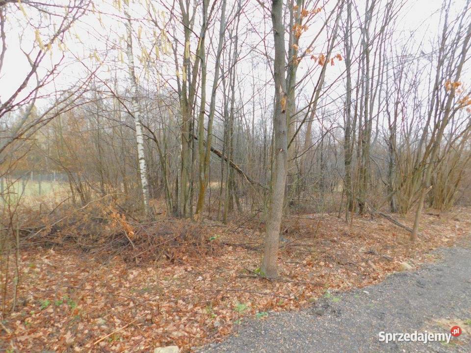 Syndyk sprzeda Stefanków 7zł/m2 Sprzedaż