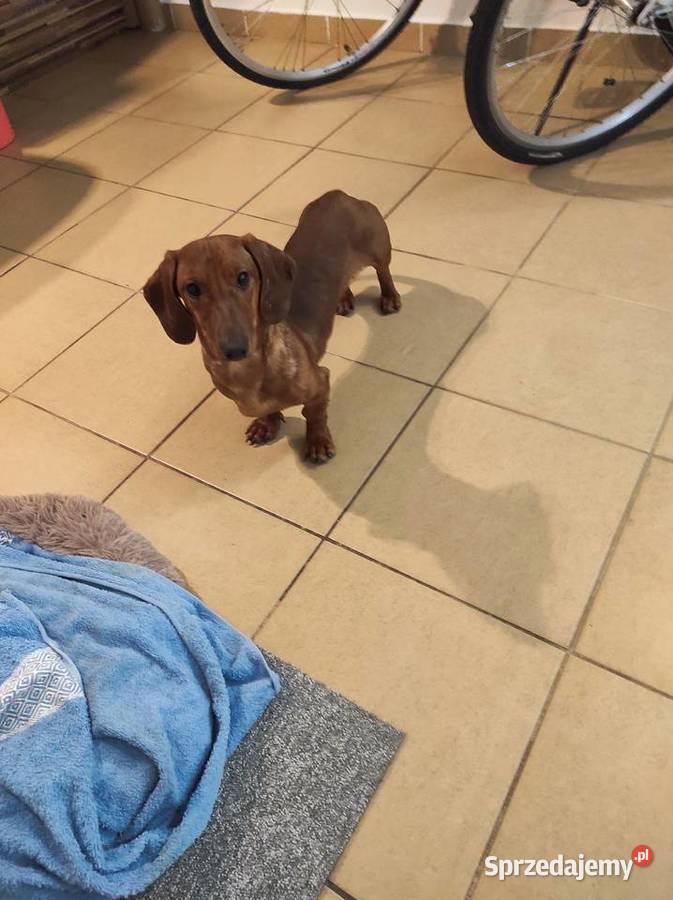 Sprzedam jamnika Głogów Małopolski