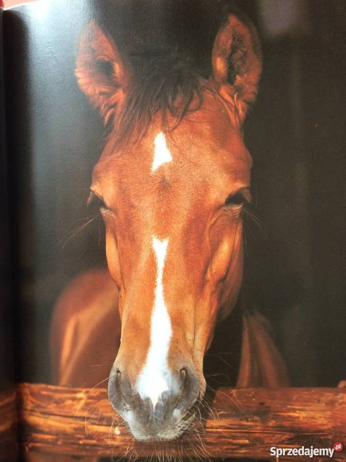 400 Konie Szczecin sprzedam