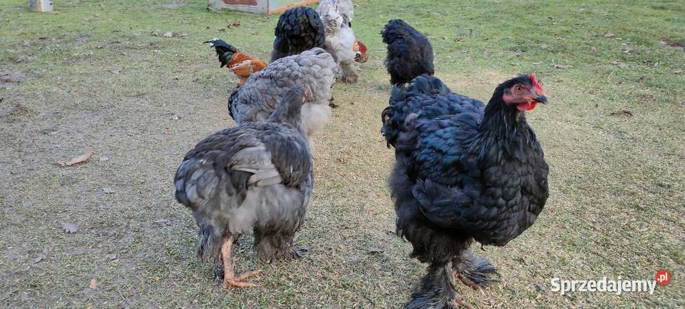 Kochany olbrzymie lubelskie Tokarówka