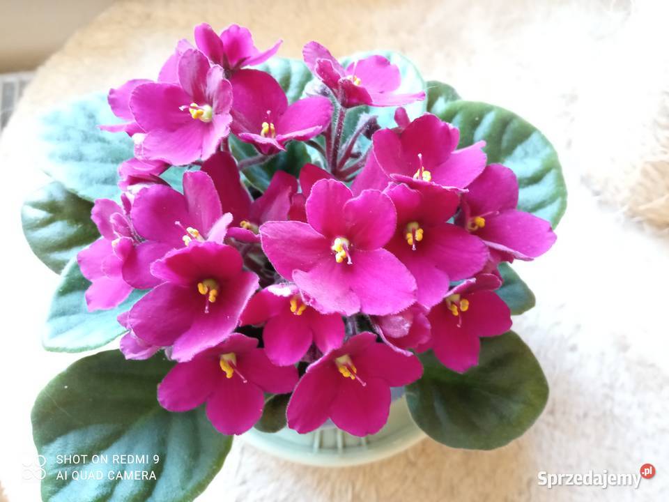 A może fiołka begonię podlaskie Białystok