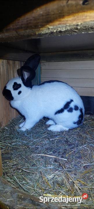 Sprzedam samca srokacz niemiecki Gryzonie Skarszewy