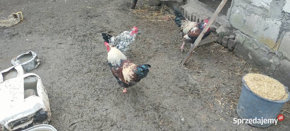 Sprzedam koguty Sobieska Wola Druga