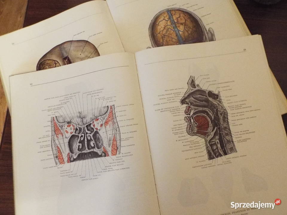 Atlas anatomii człowieka t2 dr F Kiss dr Będzin sprzedam