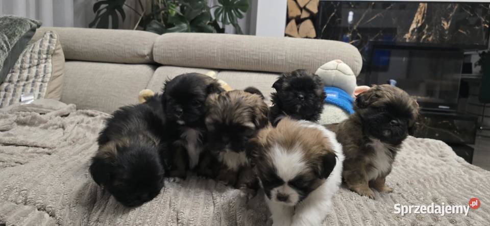 Szczeniaki shihtzu