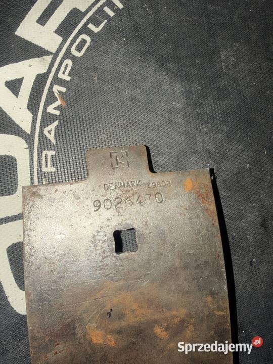 Redlica środkowaCzubek redlicy grubera Kutno