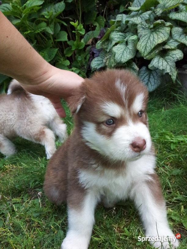 Alaskan malamute szczenięta łódzkie Aleksandrów Łódzki sprzedam