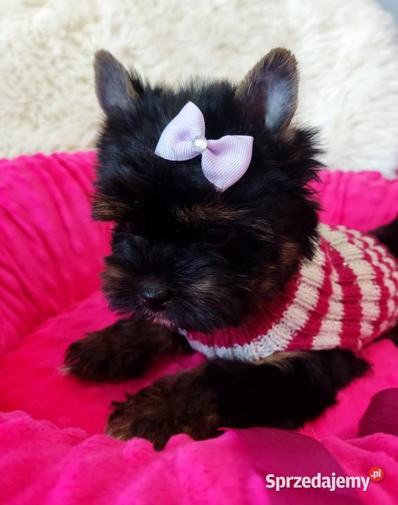 Kraj i zagranica Prześliczna czarna MAMBAŚliczna Opole sprzedam