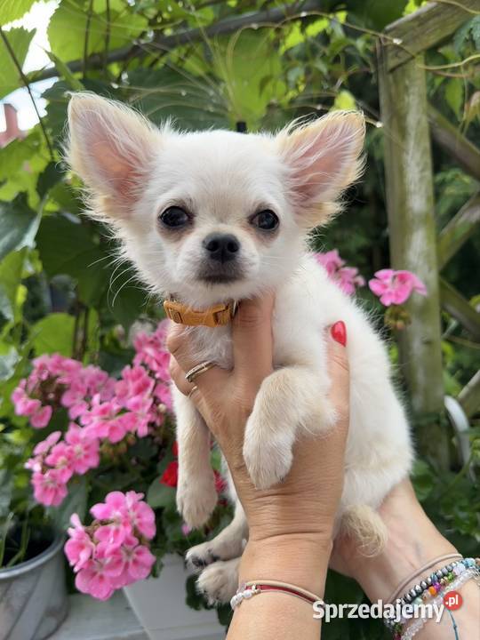 Chihuahua cudny malutki chłopiec Legionowo