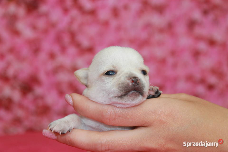 Chihuahua krótkowłosa dziewczynka ZKwP FCI zachodniopomorskie Świnoujście