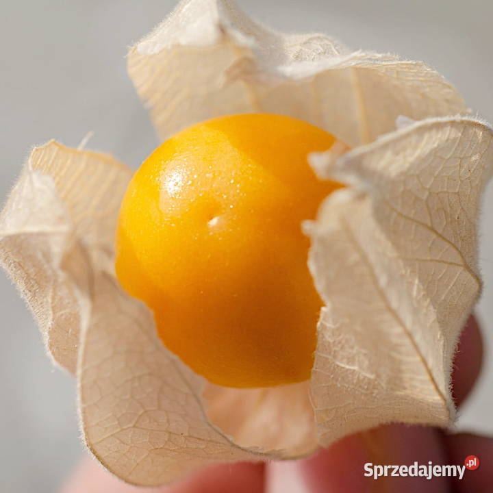 Nasiona warzyw i kwiatów kolekcjonerskie Ogórek