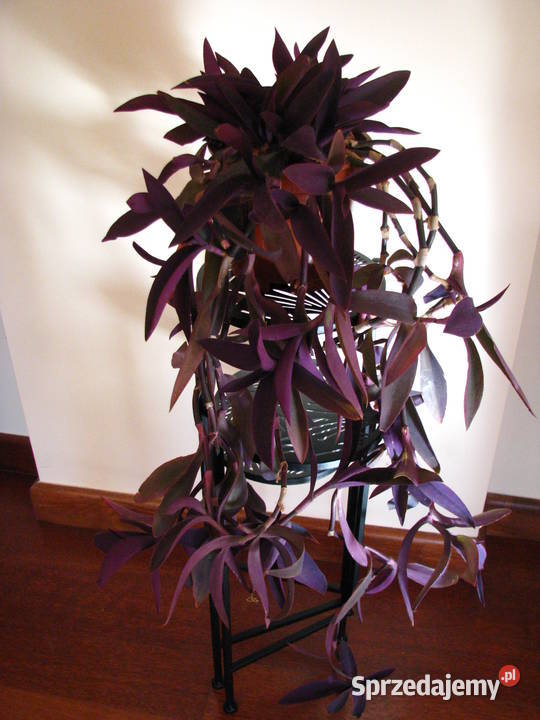 Trzykrotka purpurowa tradeskancja setkrezja duża