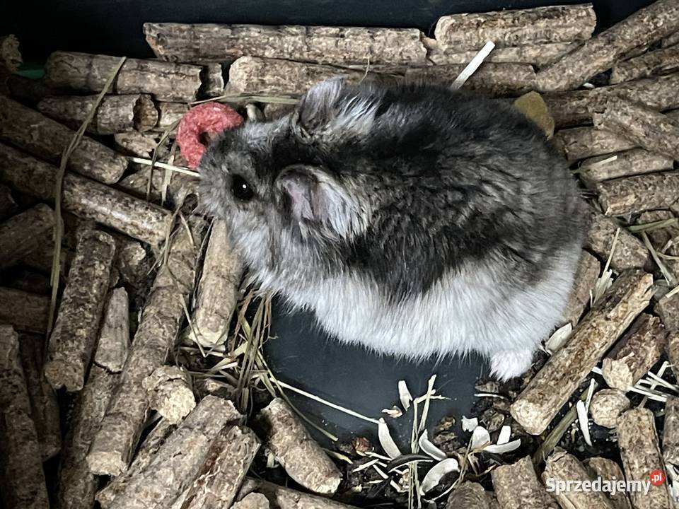 Chomik dżungarski Krosno sprzedam
