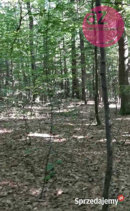Las 169ha w Gorlicach obręb Stróżówka małopolskie Gorlice