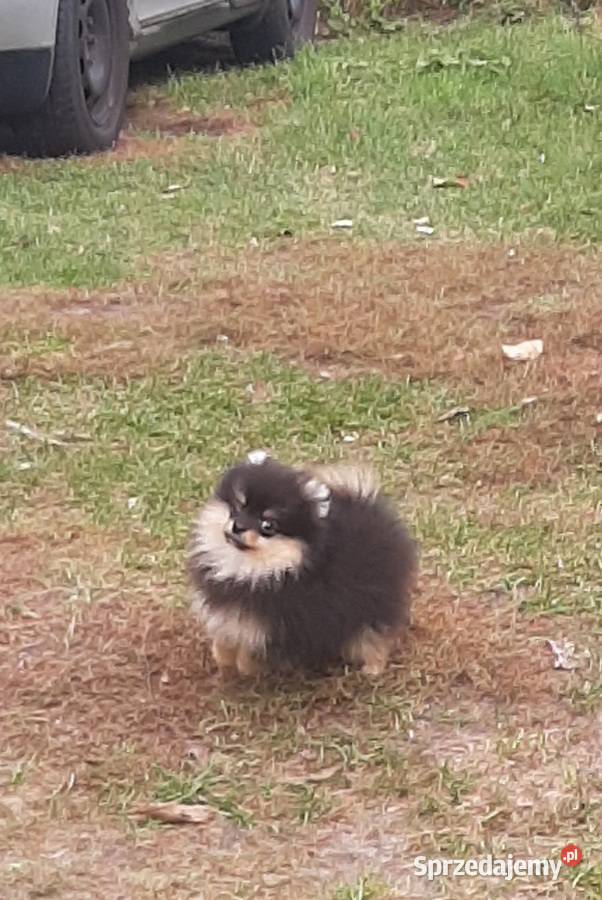 Szpic miniaturowy pomeranian sunia łódzkie sprzedam