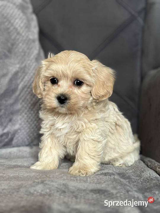 Szczeniaki rasy Maltipoo 8 tyg Kielce