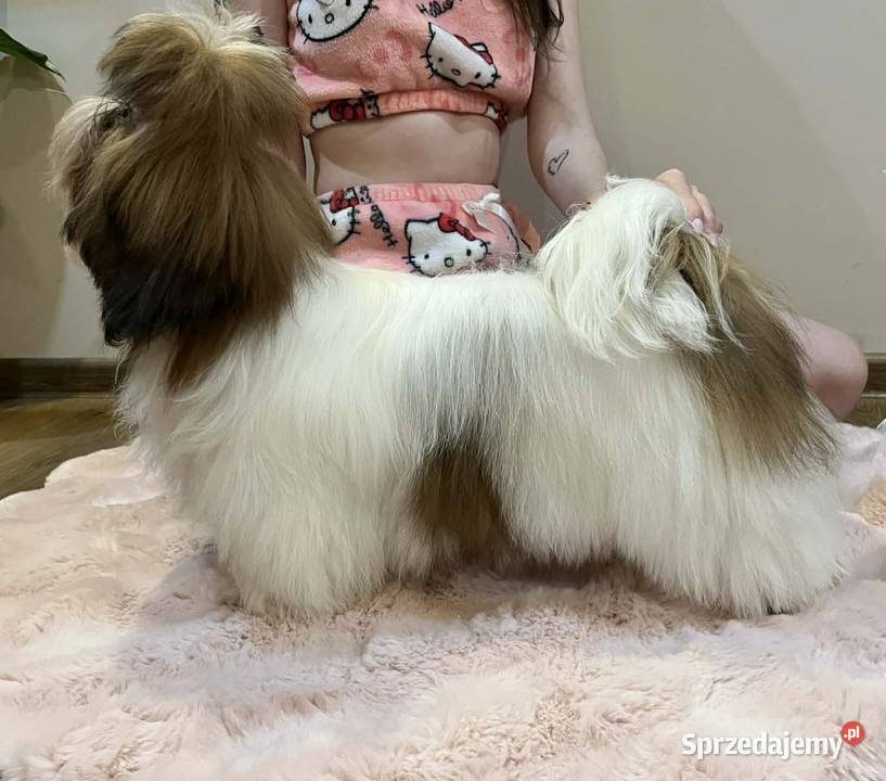 Piesek ShihTzu łódzkie Mokrsko sprzedam