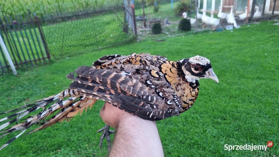 Bażanty królewskie Młode Zbytków sprzedam