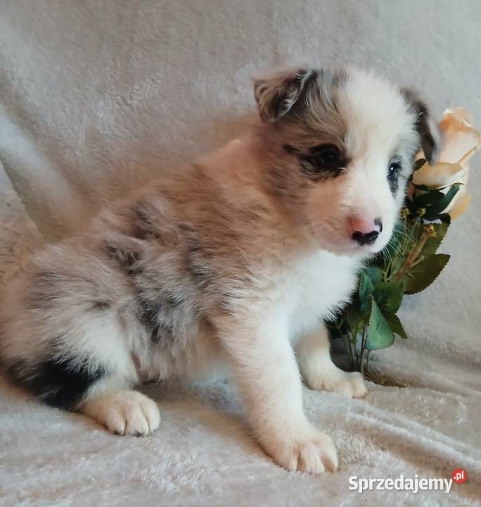 Border collie blue merle Toruń