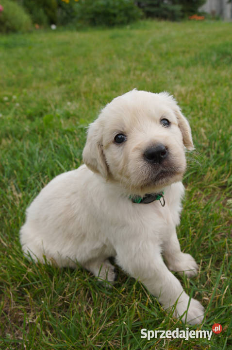 Golden Retriever szczeniaki z rodowodem