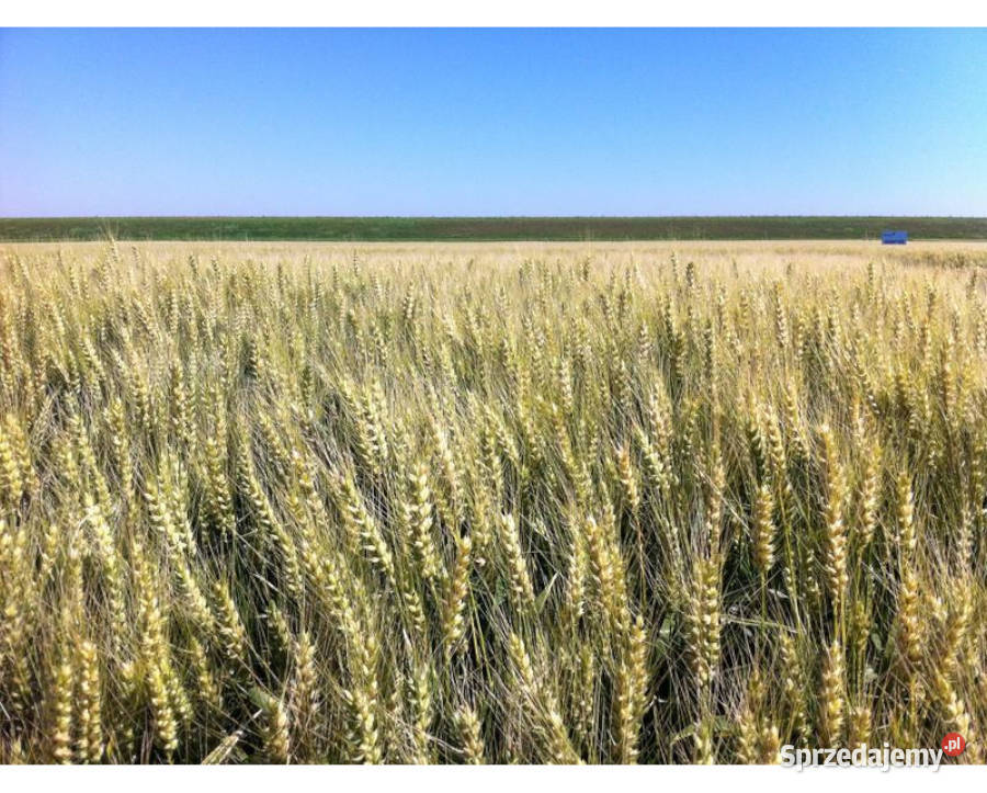 Pszenica jara kwalifikowana C1 QUINTUS ostka na mazowieckie Radom sprzedam