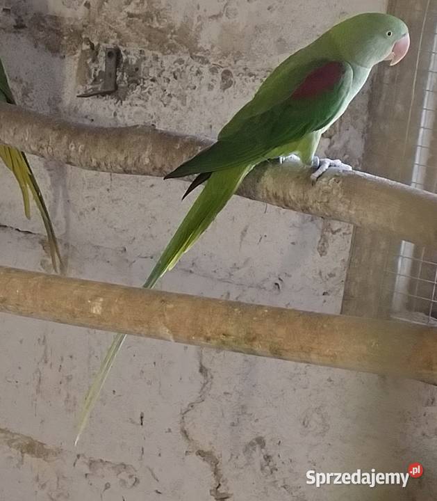 Papugi aleksandretty Wielkie Wodzisław Śląski
