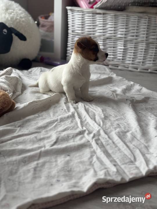 Jack Russell Terrier suczka śląskie Częstochowa