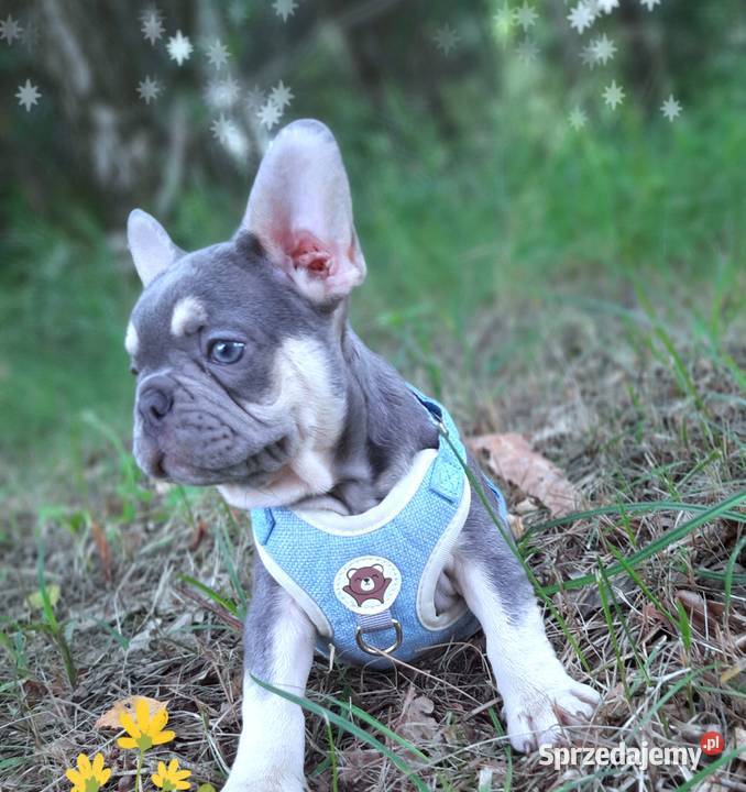Buldog francuski piesek Pabianice sprzedam