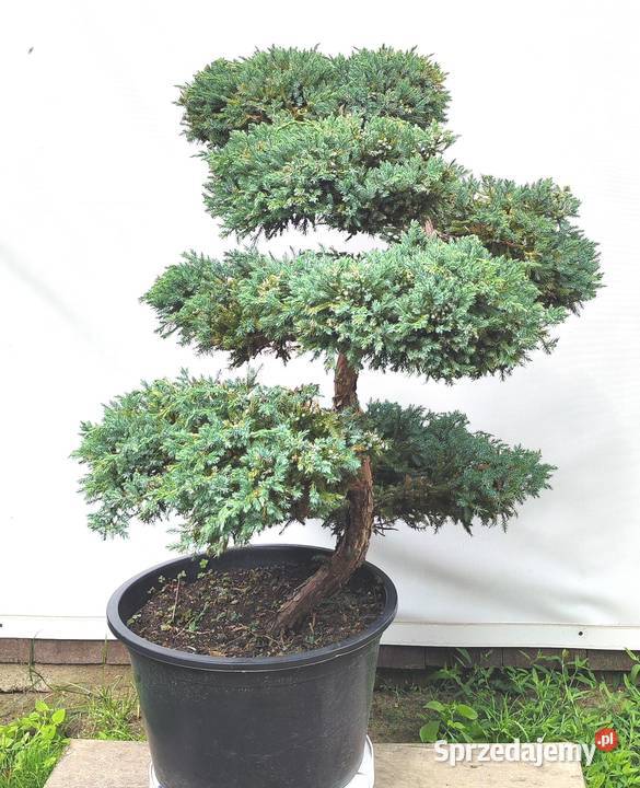 Bonsai Niwaki Jałowiec Blue Carpet Medynia Łańcucka