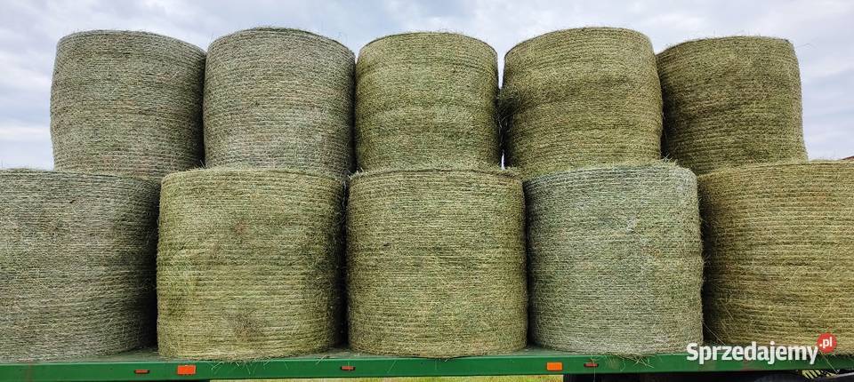 Sprzedam bele lucerna z trawą Barenbrug mazowieckie sprzedam