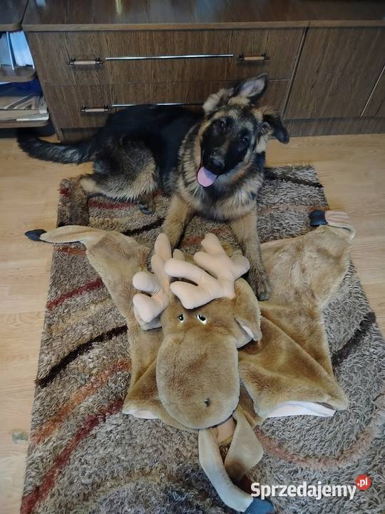 Szczeniaki owczarka niemieckiego Owczarek Rędziny-Borek