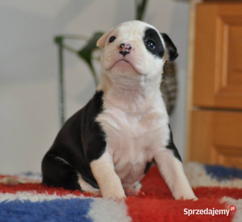 Amstaff ZKWP FCI śliczna suczka Psy Koziegłowy sprzedam
