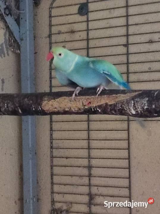 Aleksandretta aleksandretty Zwierzęta Warszawa