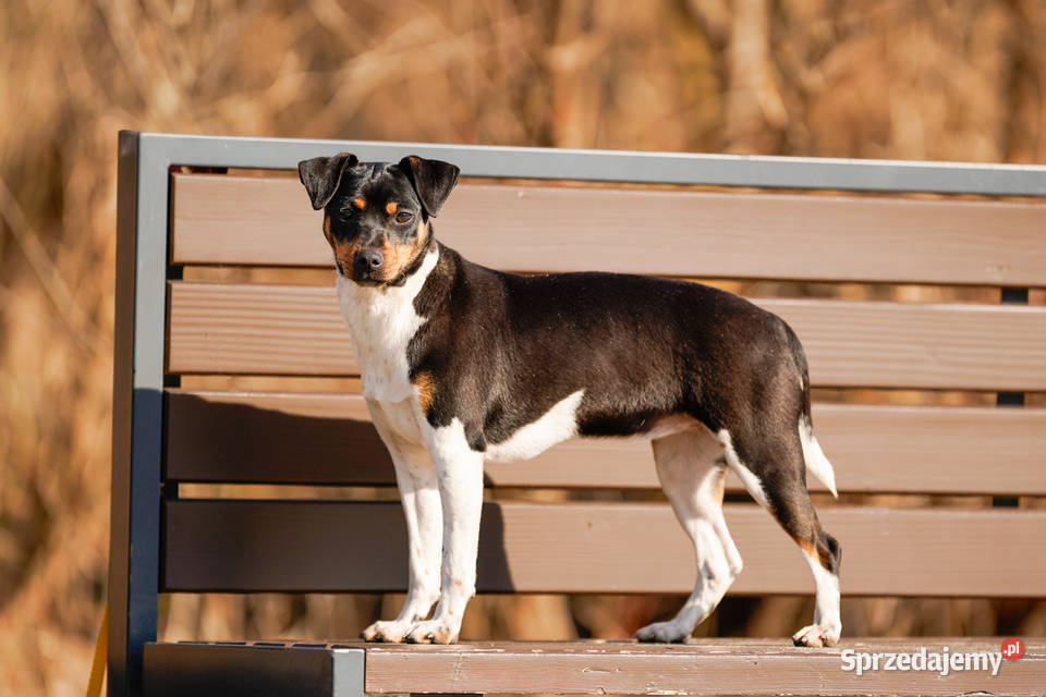 TERIER BRAZYLIJSKI suczka z rodowodem Ostrów Mazowiecka sprzedam