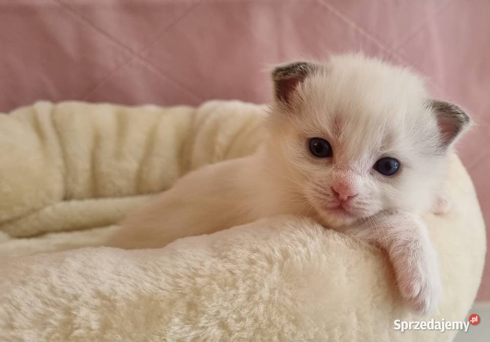 Kotka Ragdoll Bicolour Blue Wrocław sprzedam