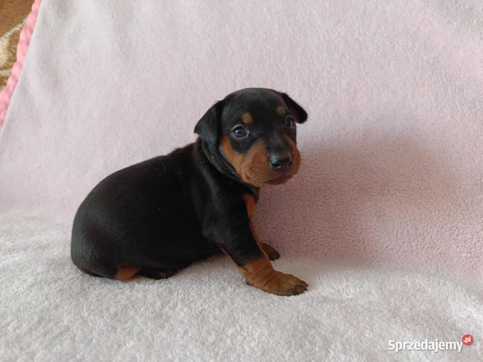 Pinczer miniaturowy szczeniaki