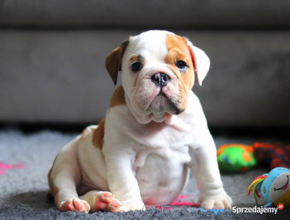 Buldog angielski ZKwP FCI śląskie Świerklany