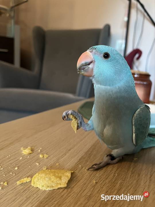 Papuga Aleksandreta obrożna ręcznie karmiona Katowice sprzedam