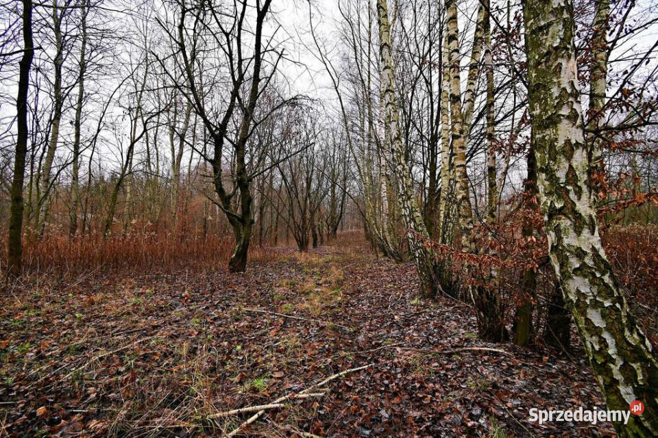 Piękna działka 65a pod Kazimierzem Dolnym lubelskie Kazimierz Dolny sprzedam