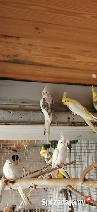 Ptaki z woliery zewnętrznej