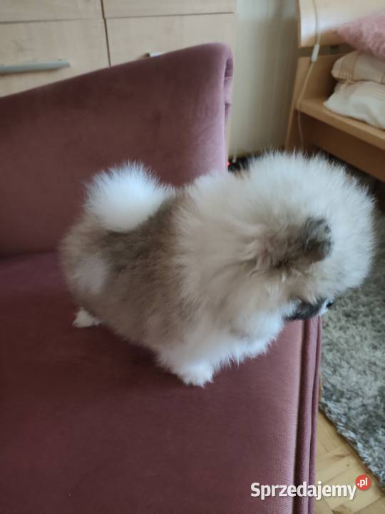 Szpic miniaturowy pomeranian suczka mini Turek